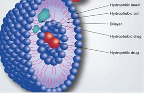 Structure of Transfersomes
