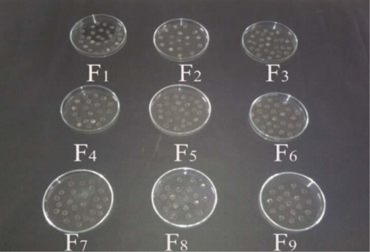 Ocular Inserts of Erythromycin using Gelatin as polymer