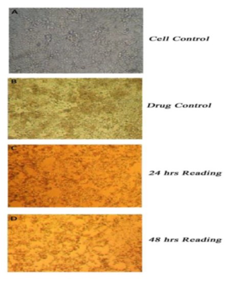 Cytotoxicity Effect of Aeglemarmelos ex-tracts on MDCK cell Line
