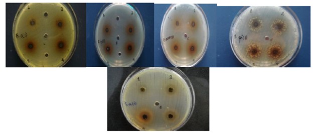 Bacteria showing zones of inhibition by ethanol extract
