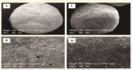 Scanning Electron Microscopy