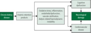Shows chronic renal failure causes neurologi-cal damage