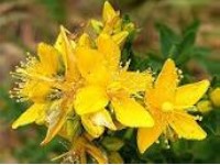 Hypericum perforatum