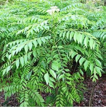 Murraya Koenigii and Cajanus Cajan